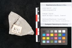 Foto (Objekt + Etikett) von Callitris brongniartii Endl. (NHMW-GEO-2024-0188-6747)